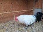 Gratis af te halen haan, Dieren en Toebehoren, Pluimvee, Mannelijk, Kip