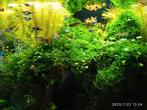 Aquarium mos 100% slakvrij; 1 liter voor €10, -, Ophalen of Verzenden, Nieuw, Plant(en), Steen of Hout
