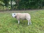 Mooie dekram!, Dieren en Toebehoren, Schapen, Geiten en Varkens, Mannelijk, Schaap