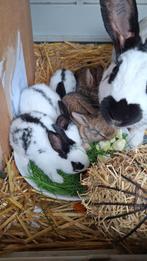 Jonge lotharinger x papillon konijntjes, Meerdere dieren, Middelgroot, 0 tot 2 jaar