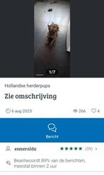 Pas op, broodfokker, Dieren en Toebehoren, Ophalen of Verzenden, Zo goed als nieuw