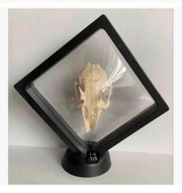 Schedel van knaagdier in click frame 11 x 11 cm beschikbaar voor biedingen