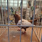 Nederlandse hoogvlieger  vliegtype, Dieren en Toebehoren, Vogels | Duiven, Mannelijk, Tuimelaar of Roller