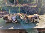 Nederlandse dwerg hangoor konijntjes te koop, Dieren en Toebehoren, Konijnen, Meerdere dieren, Dwerg, Hangoor, 0 tot 2 jaar