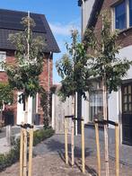 zevenzonenboom heptacodium miconioides uniek als hoogstam, Overige soorten, Zomer, Ophalen, Volle zon