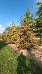 Meerstammige cornus kousa in soorten leverbaar, Tuin en Terras, Planten | Bomen, Ophalen of Verzenden, Volle zon, Overige soorten