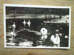 Ouwehand Dierenpark Grebbeberg Rhenen zwanen vogels zwaan, Ophalen of Verzenden, Voor 1920, Gelderland