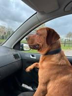 Labrador Dekreu ( niet te koop) met stamboom, Dieren en Toebehoren, Rabiës (hondsdolheid), Meerdere, 1 tot 2 jaar, Reu