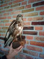 Opgezette buizerd, Ophalen, Zo goed als nieuw, Vogel, Opgezet dier