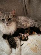 Ragdoll mix kittens, Dieren en Toebehoren