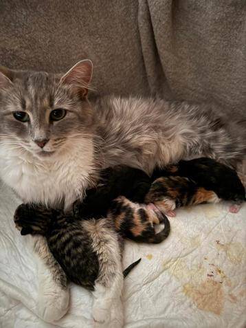 kittens beschikbaar voor biedingen