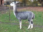 Alpaca hengst, Dieren en Toebehoren, Overige Dieren, Mei, Mannelijk