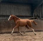 Apart getekende jaarlinghengst, Dieren en Toebehoren, Hengst, Dressuurpaard, 0 tot 2 jaar