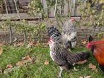 Antwerpse baardkrielen koppel/hen en haan, Dieren en Toebehoren, Meerdere dieren, Kip