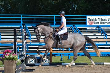 Prachtig spring/Eventing paard!  beschikbaar voor biedingen