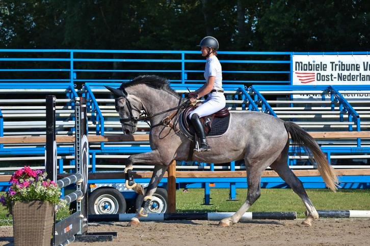 Prachtig spring/Eventing paard!, Dieren en Toebehoren, Paarden, Ruin, 3 tot 6 jaar, Dressuurpaard