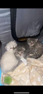 2 Kittens te koop (liefst samen weg)* Britse korthaar, Dieren en Toebehoren, Katten en Kittens | Dekkaters, 0 tot 2 jaar