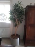 Mooie grote kamerplant in grote RVS plantenbak (wieltjes), Ophalen, Overige soorten, Halfschaduw, In pot