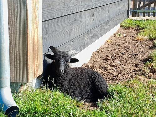 Ouessant stamboek schapen, Dieren en Toebehoren, Schapen, Geiten en Varkens, Schaap, Meerdere dieren