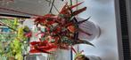 Begonia Maculata, Huis en Inrichting, Kamerplanten, Ophalen, Halfschaduw, Minder dan 100 cm