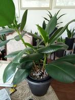 Ficus elastica Robusta, Huis en Inrichting, Ophalen, Ficus, In pot