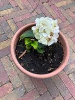 Witte boerenhortensia hydrangea €1, Ophalen, Zomer, Overige soorten, Volle zon