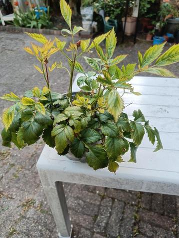 Spirea, (Astilbe chinensis?) beschikbaar voor biedingen