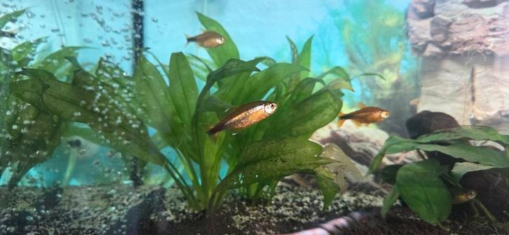 koperzalm-hasemania nana 7st en Citroen tetra 1st., Dieren en Toebehoren, Vissen | Aquaria en Toebehoren, Zo goed als nieuw, Gevuld zoetwateraquarium