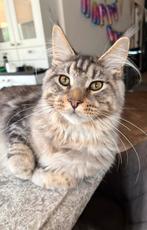 Prachtige grote maine coon kater 9 maanden oud, Kater, Gechipt, 0 tot 2 jaar