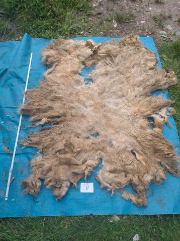 Ruwe mergellandwol 11 beschikbaar voor biedingen