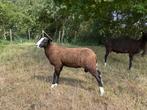 Zwartbles schapen / fokram, Dieren en Toebehoren, Schapen, Geiten en Varkens, Vrouwelijk, Schaap