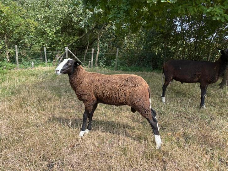 Zwartbles schapen / fokram, Dieren en Toebehoren, Schapen, Geiten en Varkens, Schaap, Vrouwelijk