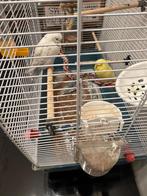 2 parkieten geel en wit/blauw, Dieren en Toebehoren, Meerdere dieren, Parkiet