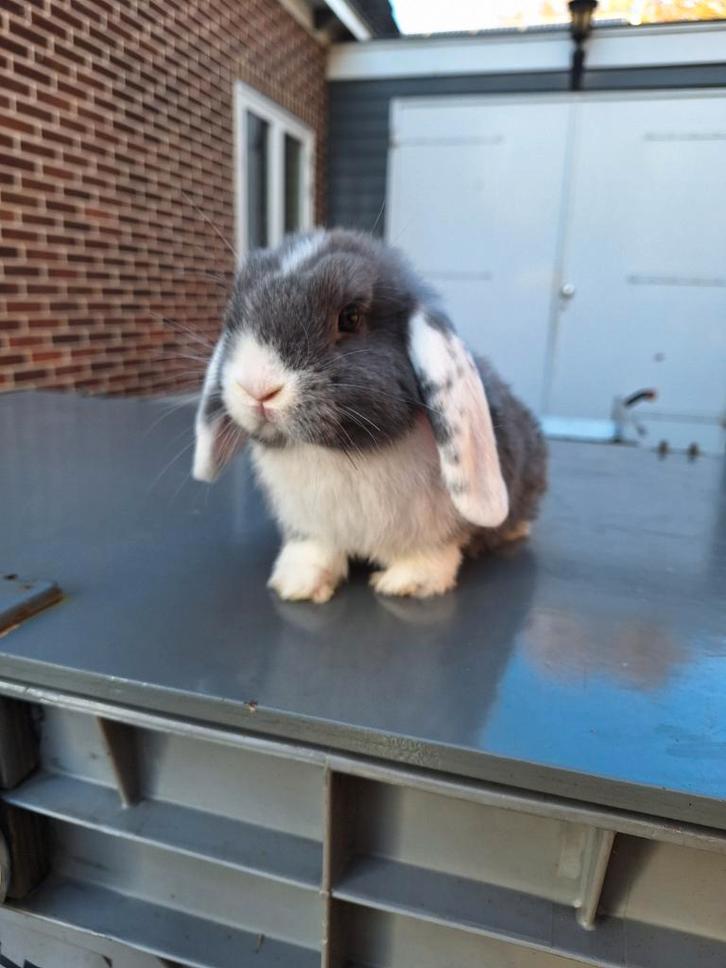 Lief nederlands hangoor dwerg konijn voedster, Dieren en Toebehoren, Konijnen, Dwerg, Vrouwelijk, 0 tot 2 jaar, Hangoor