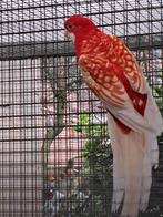 Gezocht pennant parkiet ino pop, Dieren en Toebehoren, Vogels | Parkieten en Papegaaien, Vrouwelijk, Parkiet, Geringd
