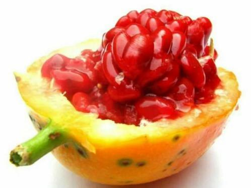 Red Sugar Passievrucht zaden
vrij zeldzaam en bijna nergens, Tuin en Terras, Bloembollen en Zaden, Zaad, Voorjaar, Volle zon, Ophalen of Verzenden