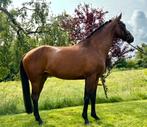 11 jarige kwpn merrie, Dieren en Toebehoren, Merrie, Gechipt, Niet van toepassing, 160 tot 165 cm