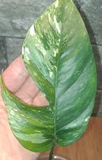 Epipremnum Pinnatum Variegata, Ophalen of Verzenden, Halfschaduw, Minder dan 100 cm