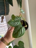 Philodendron Soderoi, Huis en Inrichting, Kamerplanten, Ophalen of Verzenden, Overige soorten, Minder dan 100 cm