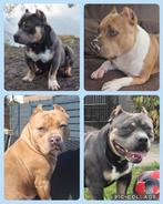 American Bully pups met stamboom, Rabiës (hondsdolheid), Overige rassen, 8 tot 15 weken, Teef