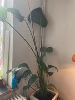 Strelitzia Paradijsvogelplant - Prachtige kamerplant!, Ophalen, 100 tot 150 cm, Overige soorten, Halfschaduw