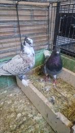 Koppel duiven, Dieren en Toebehoren, Vogels | Duiven, Meerdere dieren, Overige soorten