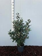 Elaeagnus Ebbingei 'Compacta', Bloeit niet, Overige soorten, 100 tot 250 cm, Ophalen