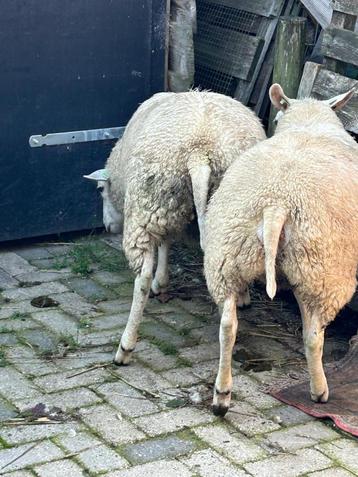 Twee zuivere Swifter stamboek lammetjes beschikbaar voor biedingen