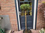 Pinus nigra op stam 155cm hoog, Ophalen, Volle zon, 100 tot 250 cm