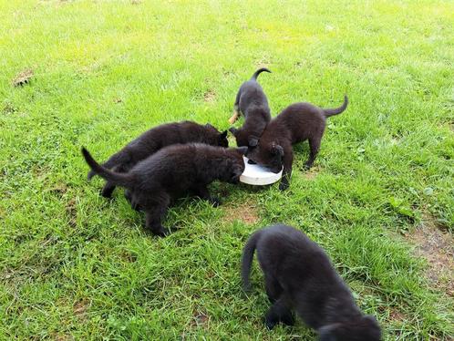 Duitse Herder pups, Dieren en Toebehoren, Honden | Herdershonden en Veedrijvers, Meerdere dieren, Herder, Particulier, Meerdere