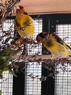 Gele majoor putter, Dieren en Toebehoren, Vogels | Kanaries, Mannelijk, Bastaard