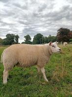 Schapen schapenram, Mannelijk, Schaap