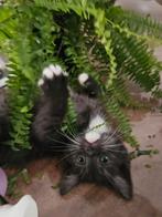 ♡ laatste 3 kittens ragdoll maine coon♡, Dieren en Toebehoren, Katten en Kittens | Raskatten | Langhaar, Meerdere dieren