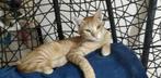 Meadow wacht al meer dan 3 jaar in het asiel, Dieren en Toebehoren, Katten en Kittens | Overige Katten, Poes, Kortharig, 3 tot 5 jaar